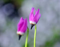 Rich pink shooting star flowers