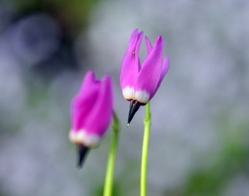 Rich pink shooting star flowers