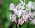 Big soft pink flowers in bunches