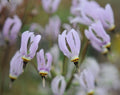 Fabulous palest pink flowers pointing downwards with black centres