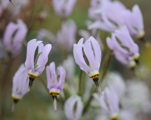 Fabulous palest pink flowers pointing downwards with black centres