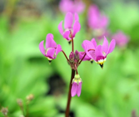 Nice rich pink downward pointing flowers in bunches.