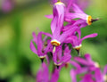 Bright pink flowers on rigid stems