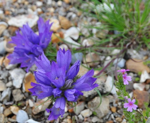 Edraianthus caricinus
