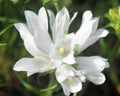 Purest white flowers over grassy foliage