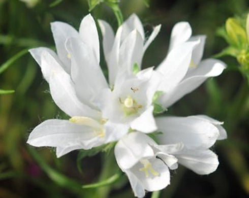 Purest white flowers over grassy foliage