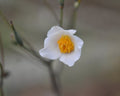Fabulous clean white flowers throughout summer.