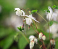 Pure white flowers and bright green foliage in spring.