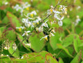 Starry white flowers with yellow anthers
