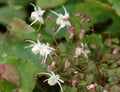 Clean white flowers and brown ringed foliage