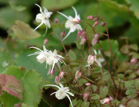 Clean white flowers and brown ringed foliage