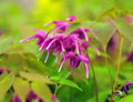 Big red flowers and attractive mid green foliage