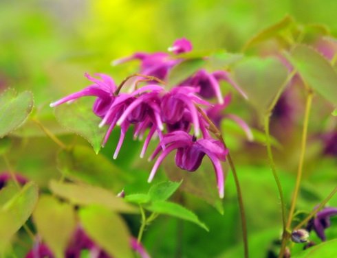 Big red flowers and attractive mid green foliage