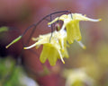 Bright canary yellow flowers