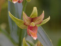A nice orangey form of hardy orchid.