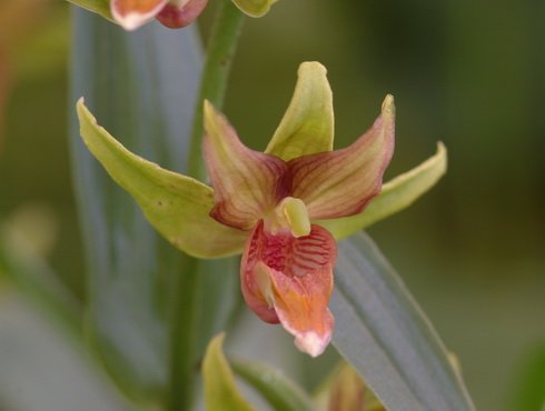 A nice orangey form of hardy orchid.