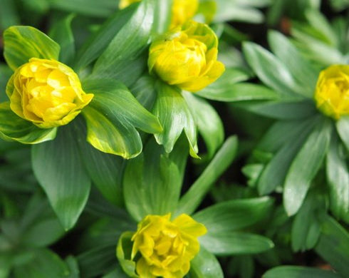 Yellow and green double flowers and green foliage