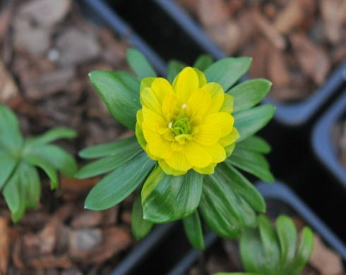 Semi double yellow and green flowers.