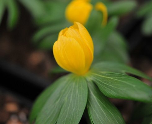 Golden yellow flowers with an orange hint.
