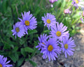 Pale lavender blue daisy-like flowers with a yellow eye.