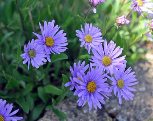 Pale lavender blue daisy-like flowers with a yellow eye.