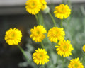 Bright yellow daise-like flowers and grey linear foliage