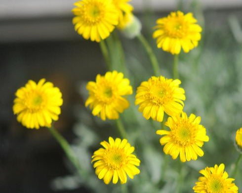 Bright yellow daise-like flowers and grey linear foliage