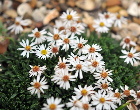 Nice little daisy flowers and tiny foliage.