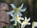 Nice pure white flowers with a yellow centre