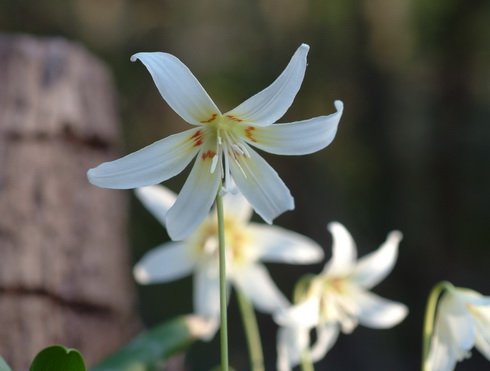 Nice pure white flowers with a yellow centre