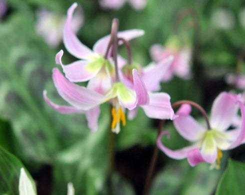 Big soft pink flowers