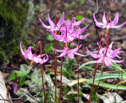 Gracefully held pale pink flowers.