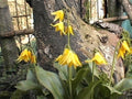 Bright yellow flowers on tall stems.
