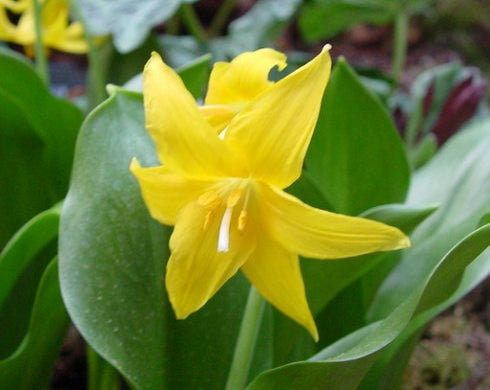 Brightest golden yellow flowers.