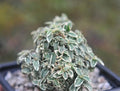 Tiny evergreen leaves with a white margin.