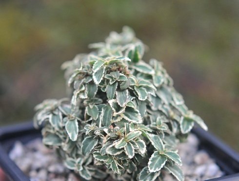 Tiny evergreen leaves with a white margin.