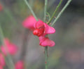 Bright red to pink berries