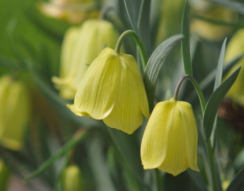 Dusky lemon yellow flowers