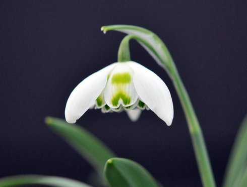 Galanthus Ailwyn