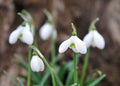 Galanthus Anne of Gierstein