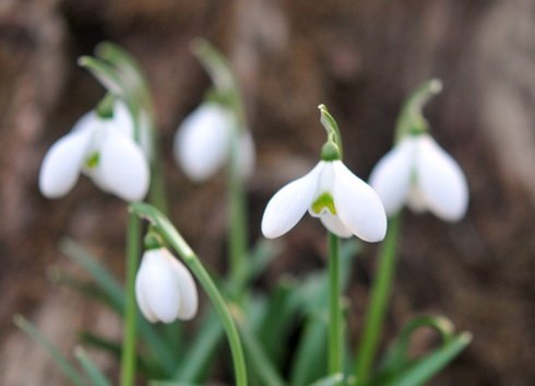 Galanthus Anne of Gierstein