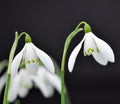 Galanthus Ballynahinch