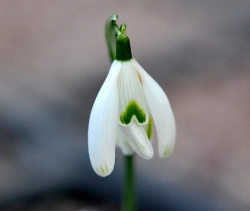 Long protruding inner petals on this hybrid Galanthus