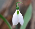Larger than normal white flowered Galanthus