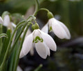 Galanthus Bill Bishop
