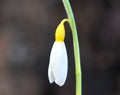 Bright golden yellow ovary on this Galanthus