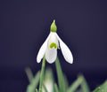 Galanthus Bitton