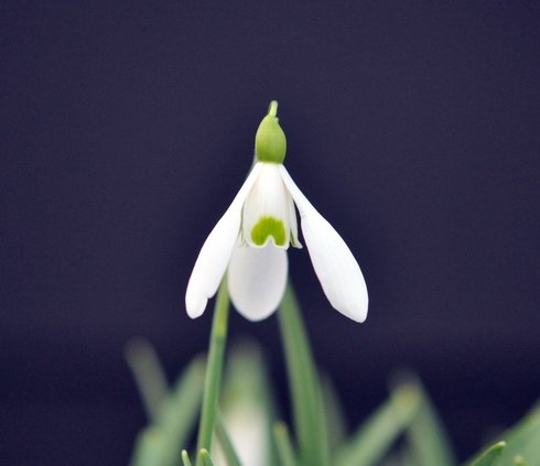 Galanthus Bitton