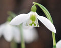 Fine crisp white petalled Galanthus