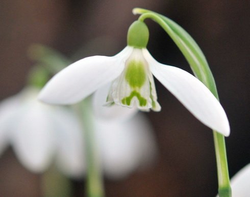 Fine crisp white petalled Galanthus